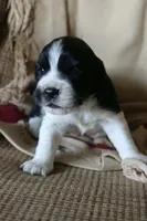 Bonnie, a female English Springer Spaniel for sale in Alta Vista, IA – 4 of 5