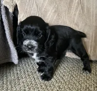 Shelby, a female English Cocker Spaniel for sale in Alta Vista, IA – 4 of 9