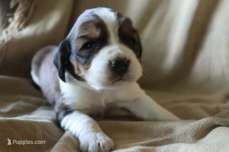 Bentley – English Springer Spaniel puppy for sale in Alta Vista, IA