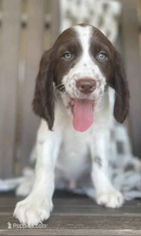Dakota – English Springer Spaniel puppy for sale in Alta Vista, IA