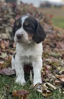 Expected litter, a  English Springer Spaniel for sale in Alta Vista, IA – 6 of 10