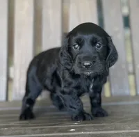 Phantom , a male English Cocker Spaniel for sale in Alta Vista, IA – 3 of 10