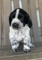 Dodge, a male English Cocker Spaniel for sale in Alta Vista, IA – 2 of 9