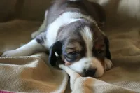 Bentley, a male English Springer Spaniel for sale in Alta Vista, IA – 2 of 8