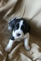 Bella, a female English Springer Spaniel for sale in Alta Vista, IA – 2 of 7