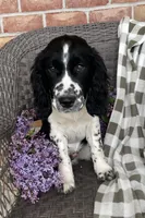 Expected litter, a  English Springer Spaniel for sale in Alta Vista, IA – 9 of 10