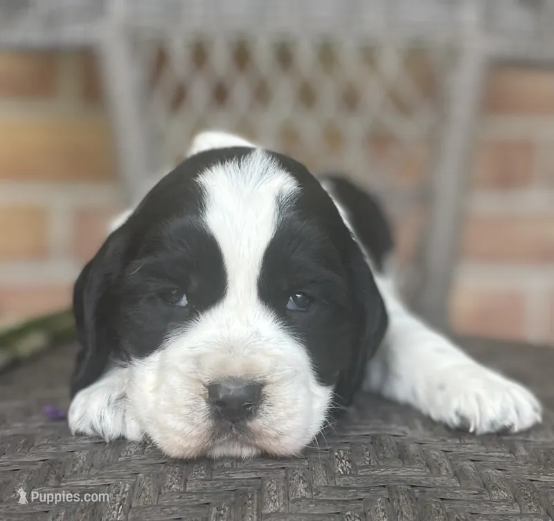 Dani  – English Springer Spaniel puppy for sale in Alta Vista, IA