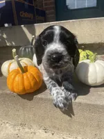Dodge, a male English Cocker Spaniel for sale in Alta Vista, IA – 6 of 9