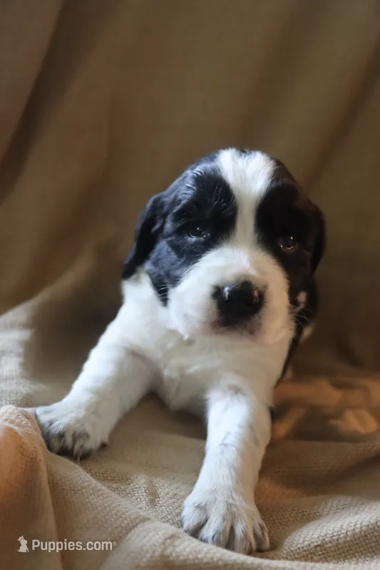 Buddy – English Springer Spaniel puppy for sale in Alta Vista, IA