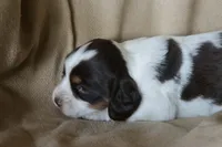 Bailey, a female English Springer Spaniel for sale in Alta Vista, IA – 3 of 4