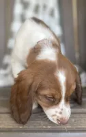 Beth, a female English Springer Spaniel for sale in Alta Vista, IA – 4 of 10