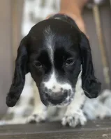Bonnie, a female English Springer Spaniel for sale in Alta Vista, IA – 9 of 10