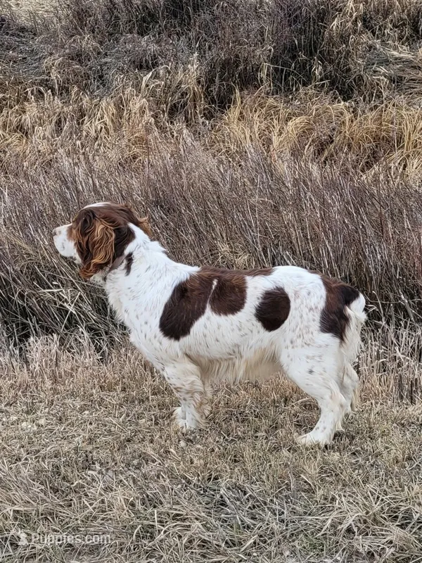 Expected litter – English Springer Spaniel puppy for sale in Alta Vista, IA
