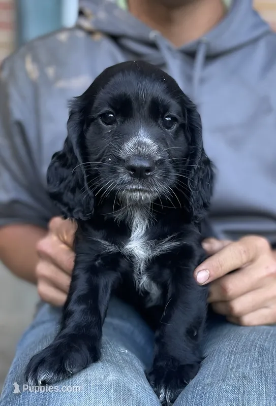 Shelby – English Cocker Spaniel puppy for sale in Alta Vista, IA