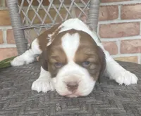 Dawn, a female English Springer Spaniel for sale in Alta Vista, IA – 7 of 10