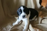 Bella, a female English Springer Spaniel for sale in Alta Vista, IA – 7 of 7