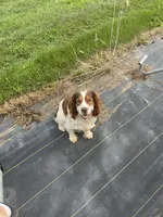 Expected litter, a  English Springer Spaniel for sale in Alta Vista, IA – 10 of 10