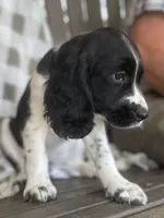 Bonnie, a female English Springer Spaniel for sale in Alta Vista, IA – 6 of 10