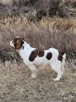 Dani , a female English Springer Spaniel for sale in Alta Vista, IA – 8 of 10
