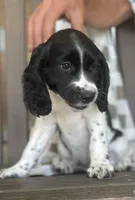 Bonnie, a female English Springer Spaniel for sale in Alta Vista, IA – 5 of 10