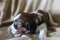 Beau, a male English Springer Spaniel for sale in Alta Vista, IA – 2 of 4