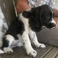 Bonnie, a female English Springer Spaniel for sale in Alta Vista, IA – 2 of 10