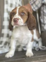 Beth, a female English Springer Spaniel for sale in Alta Vista, IA – 2 of 10