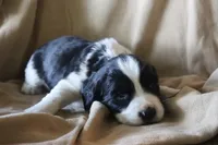 Buddy, a male English Springer Spaniel for sale in Alta Vista, IA – 3 of 4