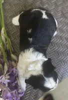 Dani , a female English Springer Spaniel for sale in Alta Vista, IA – 5 of 10