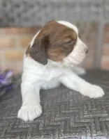Dawn, a female English Springer Spaniel for sale in Alta Vista, IA – 3 of 10