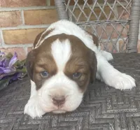 Dawn, a female English Springer Spaniel for sale in Alta Vista, IA – 2 of 10