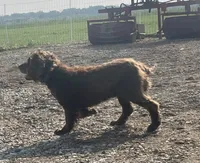 Upcoming litter, a  English Cocker Spaniel for sale in Alta Vista, IA – 4 of 10