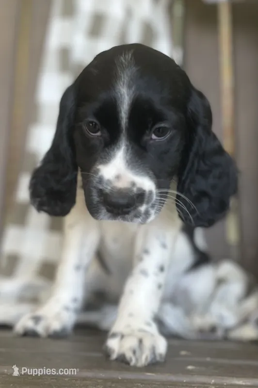 Bonnie – English Springer Spaniel puppy for sale in Alta Vista, IA