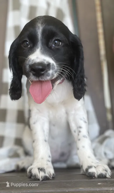 Bonnie – English Springer Spaniel puppy for sale in Alta Vista, IA
