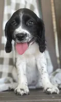 Bonnie, a female English Springer Spaniel for sale in Alta Vista, IA – 1 of 10