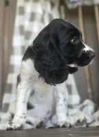 Bonnie, a female English Springer Spaniel for sale in Alta Vista, IA – 4 of 10