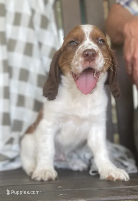 Buck – English Springer Spaniel puppy for sale in Alta Vista, IA