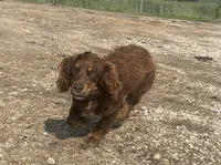 Dodge, a male English Cocker Spaniel for sale in Alta Vista, IA – 9 of 9
