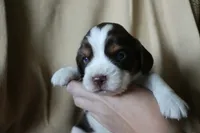 Bailey, a female English Springer Spaniel for sale in Alta Vista, IA – 2 of 4