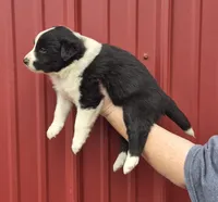 Lilly, a female Collie and Alaskan Malamute for sale in Allenwood, PA – 3 of 3