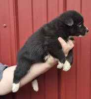 Tigger, a female Collie and Alaskan Malamute for sale in Allenwood, PA – 3 of 3