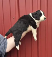 Lilly, a female Collie and Alaskan Malamute for sale in Allenwood, PA – 2 of 3