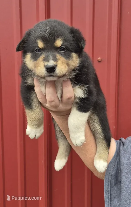 Franklin – Collie, Alaskan Malamute puppy for sale in Allenwood, PA