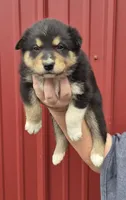 Franklin, a male Collie and Alaskan Malamute for sale in Allenwood, PA – 1 of 3