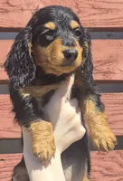 Rascal, a male Miniature Dachshund for sale in Allenwood, PA – 1 of 1
