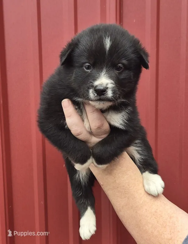Tigger – Collie, Alaskan Malamute puppy for sale in Allenwood, PA