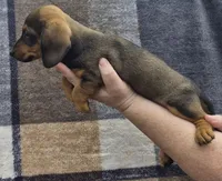 Riley, a male Miniature Dachshund for sale in Allenwood, PA – 3 of 3