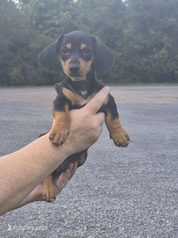 Buck – Miniature Dachshund puppy for sale in Allenwood, PA