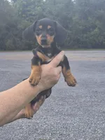 Buck, a male Miniature Dachshund for sale in Allenwood, PA – 1 of 2