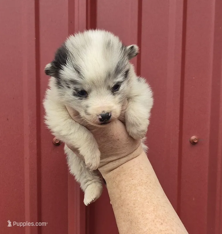Patches – Collie, Alaskan Malamute puppy for sale in Allenwood, PA